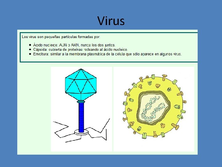 Virus 