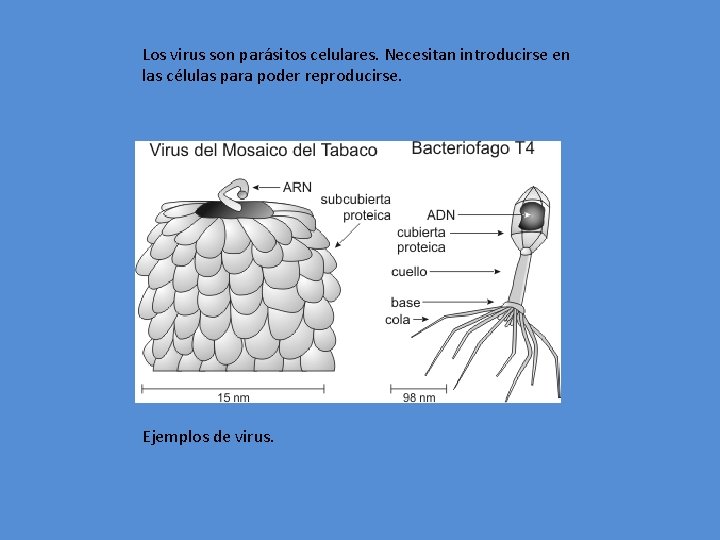 Los virus son parásitos celulares. Necesitan introducirse en las células para poder reproducirse. Ejemplos