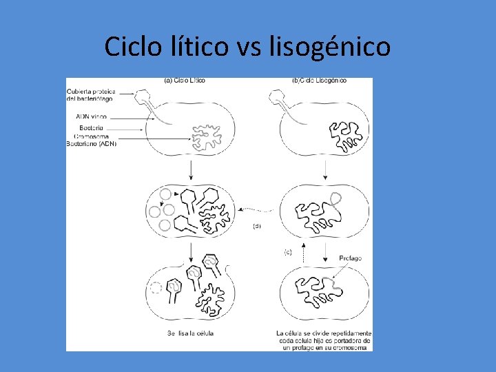 Ciclo lítico vs lisogénico 