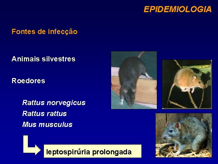 EPIDEMIOLOGIA Fontes de infecção Animais silvestres Roedores Rattus norvegicus Rattus rattus Mus musculus leptospirúria