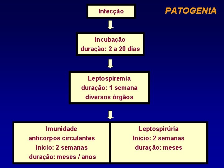 PATOGENIA Infecção Incubação duração: 2 a 20 dias Leptospiremia duração: 1 semana diversos órgãos