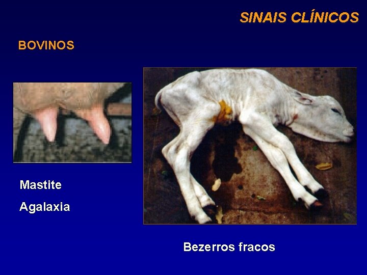 SINAIS CLÍNICOS BOVINOS Mastite Agalaxia Bezerros fracos 