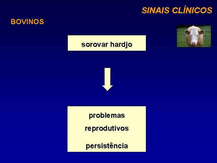 SINAIS CLÍNICOS BOVINOS sorovar hardjo problemas reprodutivos persistência 