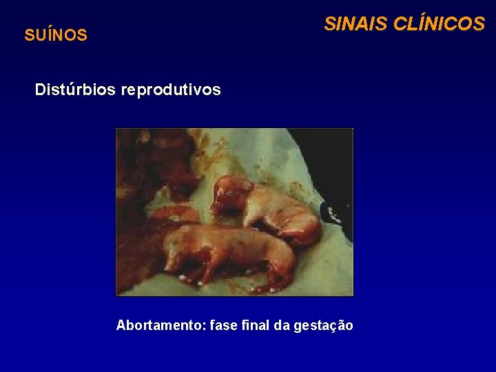 SINAIS CLÍNICOS SUÍNOS Distúrbios reprodutivos Abortamento: fase final da gestação 