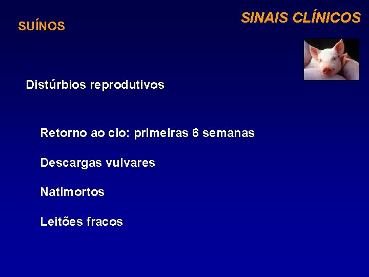 SUÍNOS SINAIS CLÍNICOS Distúrbios reprodutivos Retorno ao cio: primeiras 6 semanas Descargas vulvares Natimortos