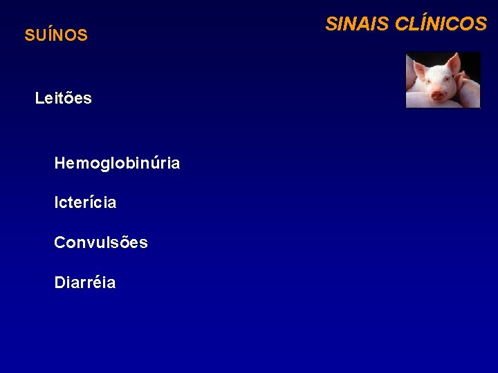 SUÍNOS Leitões Hemoglobinúria Icterícia Convulsões Diarréia SINAIS CLÍNICOS 