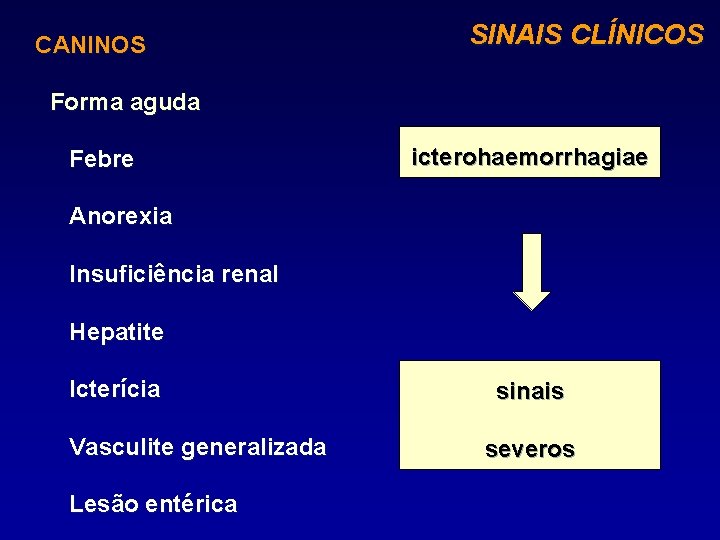 CANINOS SINAIS CLÍNICOS Forma aguda Febre icterohaemorrhagiae Anorexia Insuficiência renal Hepatite Icterícia Vasculite generalizada