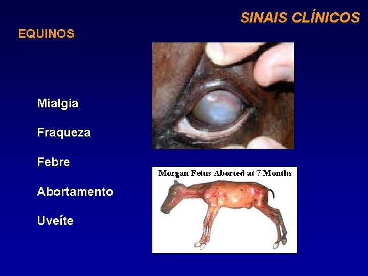 SINAIS CLÍNICOS EQUINOS Mialgia Fraqueza Febre Abortamento Uveíte 