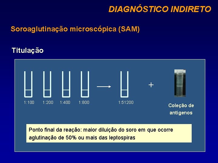 DIAGNÓSTICO INDIRETO Soroaglutinação microscópica (SAM) Titulação + 1: 100 1: 200 1: 400 1: