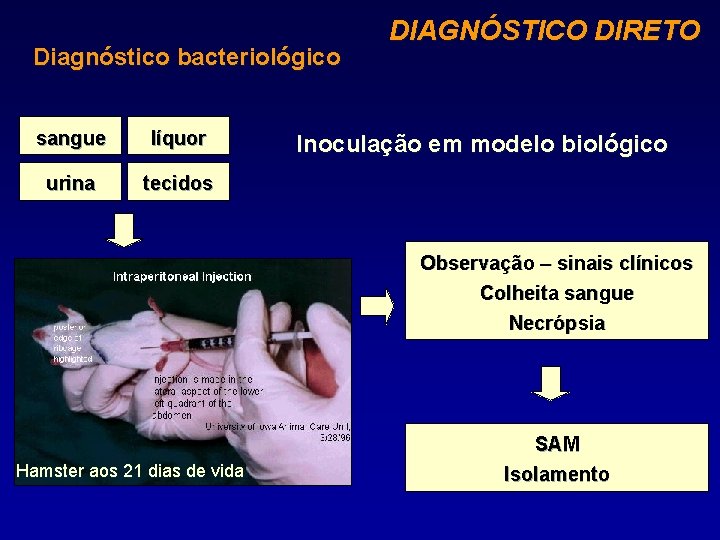 Diagnóstico bacteriológico sangue líquor urina tecidos DIAGNÓSTICO DIRETO Inoculação em modelo biológico Observação –