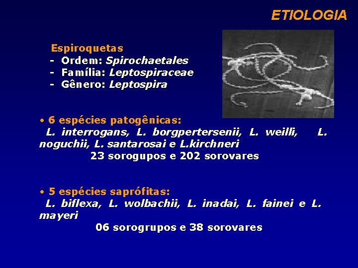 ETIOLOGIA Espiroquetas - Ordem: Spirochaetales - Família: Leptospiraceae - Gênero: Leptospira • 6 espécies