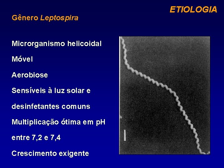 Gênero Leptospira Microrganismo helicoidal Móvel Aerobiose Sensíveis à luz solar e desinfetantes comuns Multiplicação