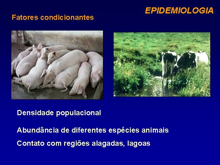 Fatores condicionantes EPIDEMIOLOGIA Densidade populacional Abundância de diferentes espécies animais Contato com regiões alagadas,