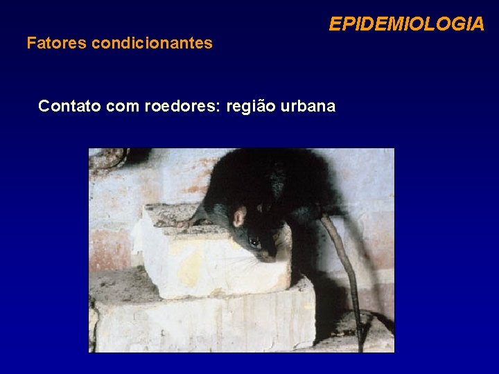 Fatores condicionantes EPIDEMIOLOGIA Contato com roedores: região urbana 