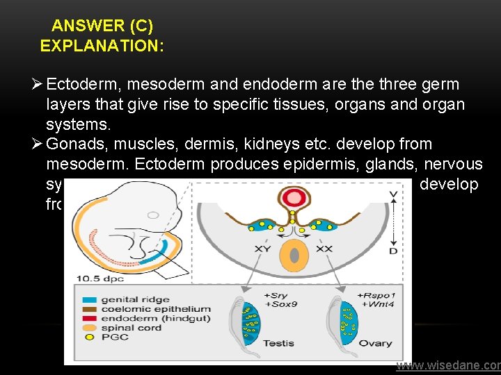 ANSWER (C) EXPLANATION: Ø Ectoderm, mesoderm and endoderm are three germ layers that give