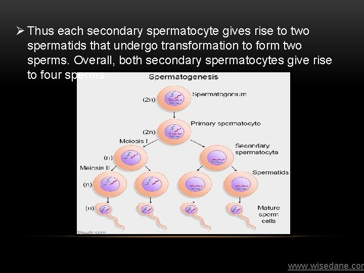 Ø Thus each secondary spermatocyte gives rise to two spermatids that undergo transformation to