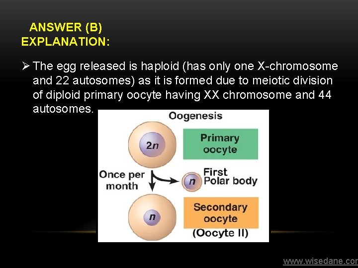 ANSWER (B) EXPLANATION: Ø The egg released is haploid (has only one X-chromosome and