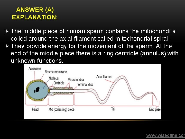 ANSWER (A) EXPLANATION: Ø The middle piece of human sperm contains the mitochondria coiled