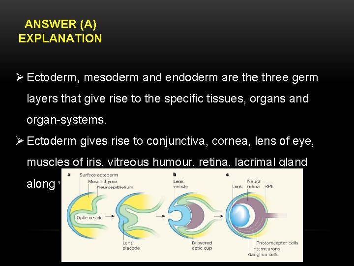 ANSWER (A) EXPLANATION Ø Ectoderm, mesoderm and endoderm are three germ layers that give