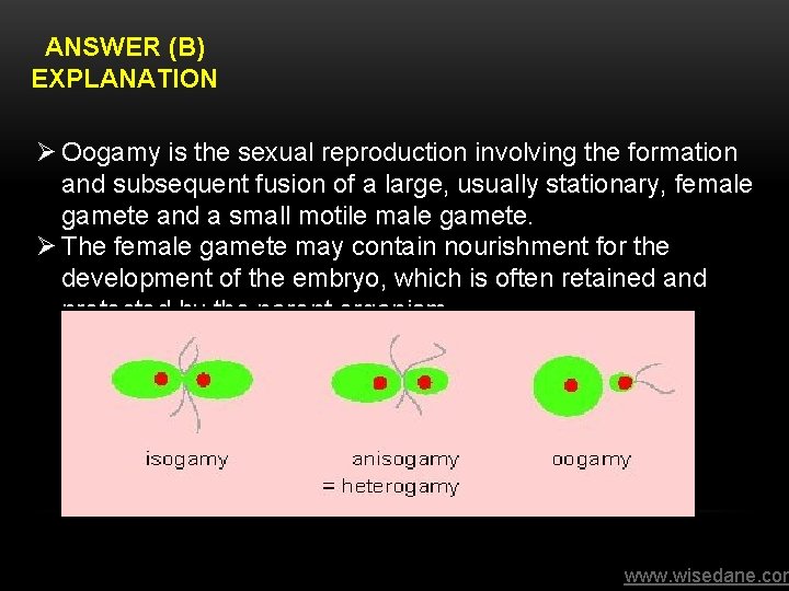 ANSWER (B) EXPLANATION Ø Oogamy is the sexual reproduction involving the formation and subsequent