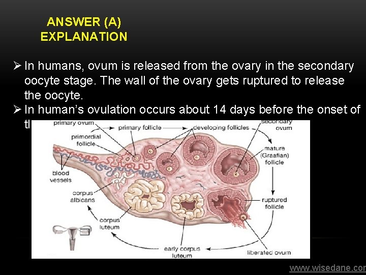ANSWER (A) EXPLANATION Ø In humans, ovum is released from the ovary in the