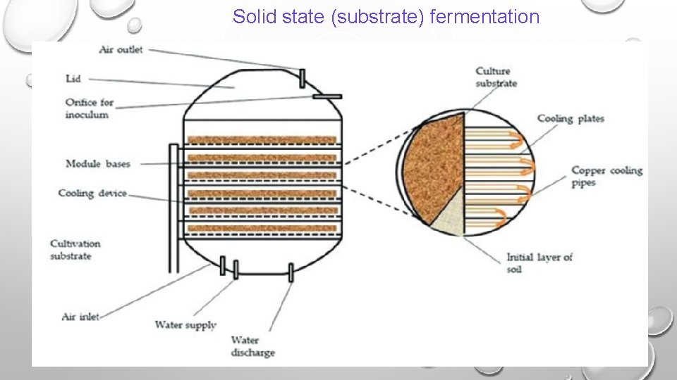 Solid state (substrate) fermentation 