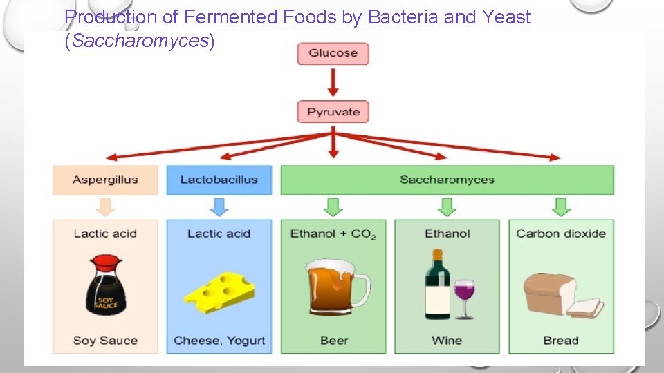 Production of Fermented Foods by Bacteria and Yeast (Saccharomyces) 