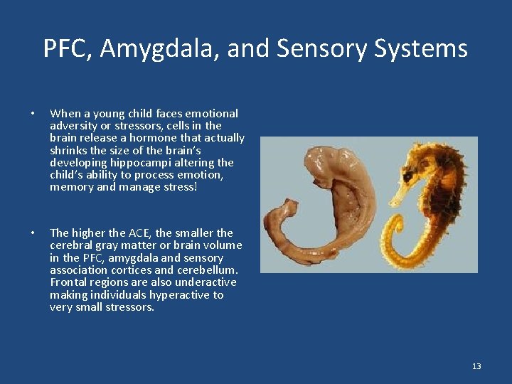 PFC, Amygdala, and Sensory Systems • When a young child faces emotional adversity or