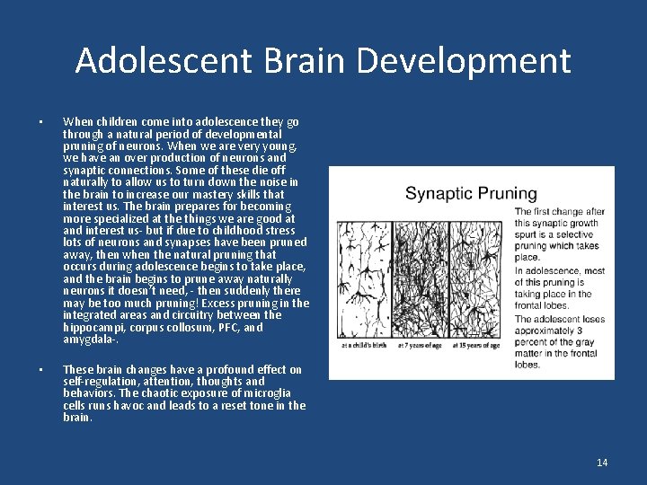 Adolescent Brain Development • When children come into adolescence they go through a natural