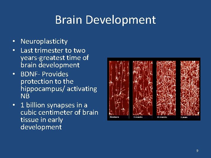 Brain Development • Neuroplasticity • Last trimester to two years-greatest time of brain development