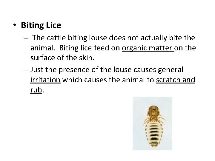  • Biting Lice – The cattle biting louse does not actually bite the