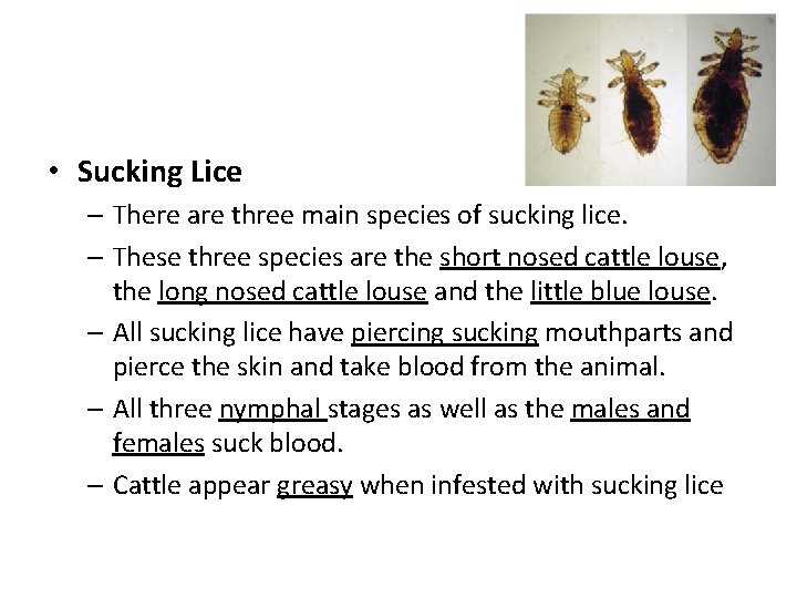  • Sucking Lice – There are three main species of sucking lice. –