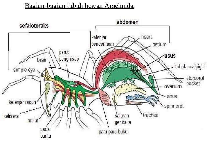 Bagian-bagian tubuh hewan Arachnida 