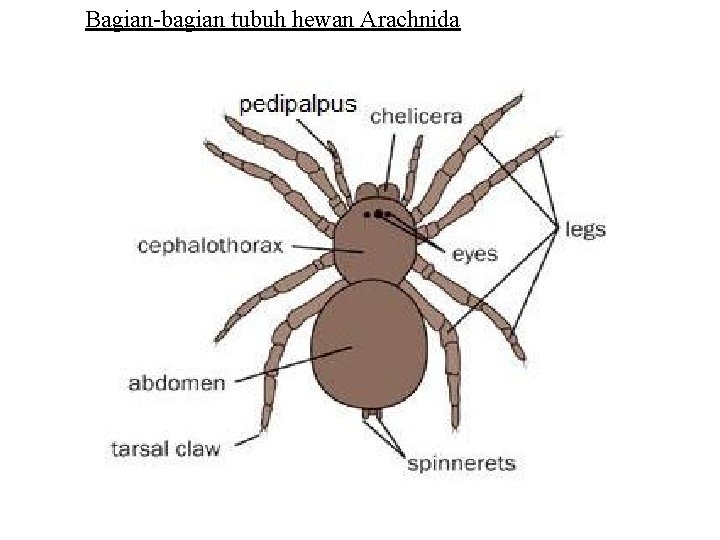 Bagian-bagian tubuh hewan Arachnida 