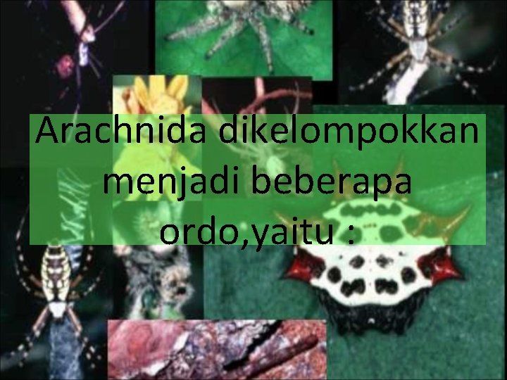 Arachnida dikelompokkan menjadi beberapa ordo, yaitu : 