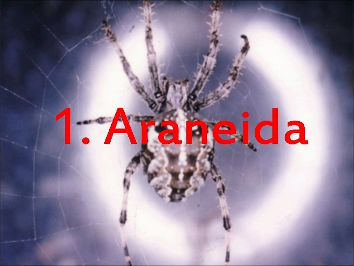 1. Araneida 