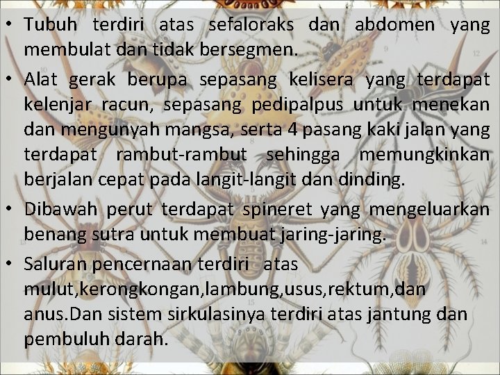  • Tubuh terdiri atas sefaloraks dan abdomen yang membulat dan tidak bersegmen. •