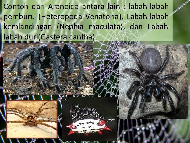 Contoh dari Araneida antara lain : labah-labah pemburu (Heteropoda Venatoria), Labah-labah kemlandingan (Nephia maculata),