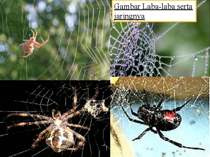 Gambar Laba-laba serta jaringnya 