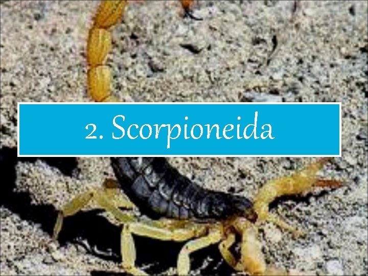 2. Scorpioneida 