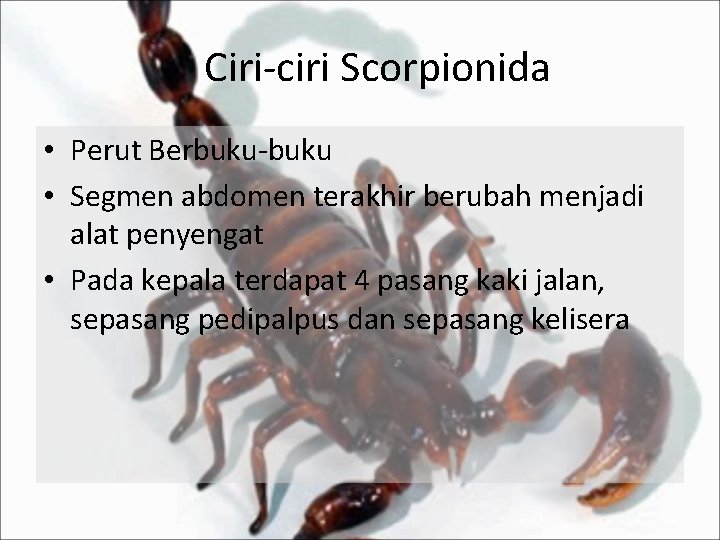 Ciri-ciri Scorpionida • Perut Berbuku-buku • Segmen abdomen terakhir berubah menjadi alat penyengat •