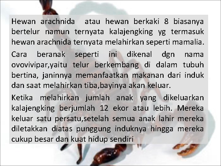 Hewan arachnida atau hewan berkaki 8 biasanya bertelur namun ternyata kalajengking yg termasuk hewan