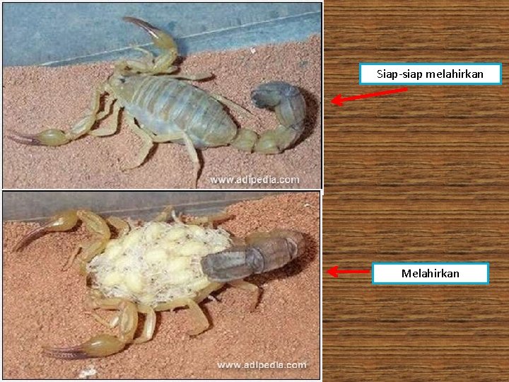 Siap-siap melahirkan Melahirkan 