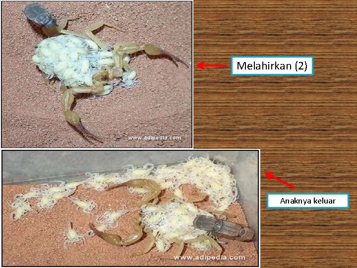 Melahirkan (2) Anaknya keluar 