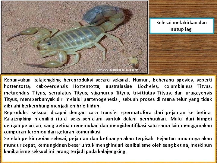 Selesai melahirkan dan nutup lagi Kebanyakan kalajengking bereproduksi secara seksual. Namun, beberapa spesies, seperti