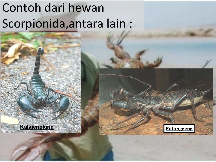 Contoh dari hewan Scorpionida, antara lain : Kalajengking Ketonggeng 