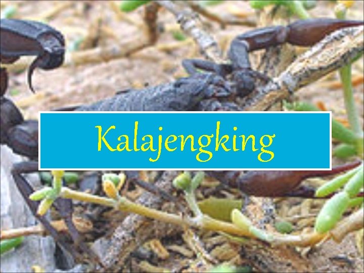 Kalajengking 