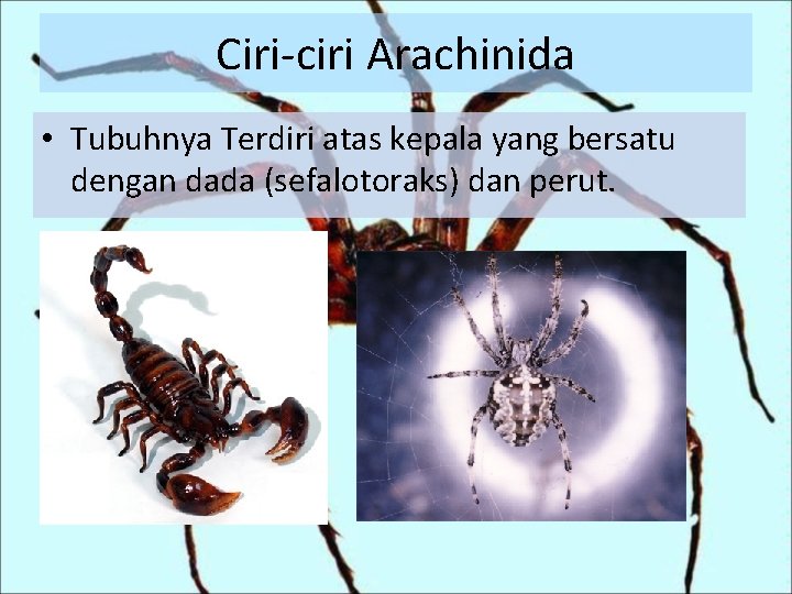 Ciri-ciri Arachinida • Tubuhnya Terdiri atas kepala yang bersatu dengan dada (sefalotoraks) dan perut.