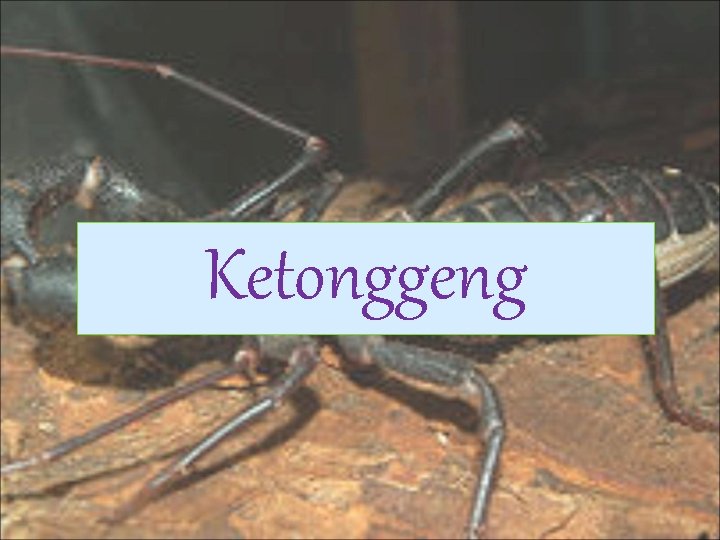 Ketonggeng 