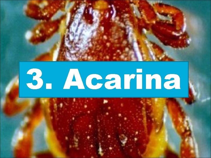 3. Acarina 